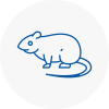 Rat Control Plymouth